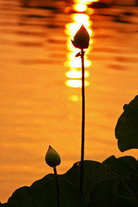 塞尔维亚男篮队再添佳绩，勇夺金牌