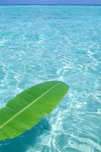 意甲球队青训培养新人才，发现未来之星