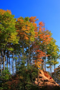 阿莱格利去留未定，意大利抱憾出局！