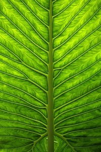 意甲球队青训培养新人才，发现未来之星